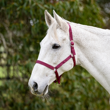 Goodwoods Economy Halter