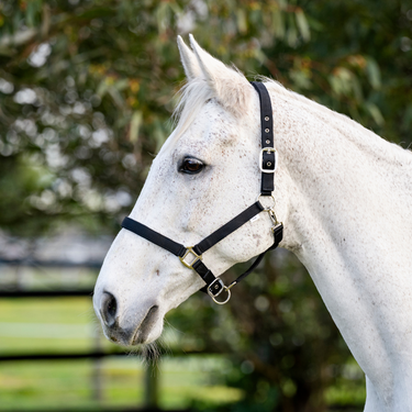 Goodwoods Deluxe Halter
