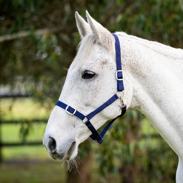 Goodwoods Essential Halter