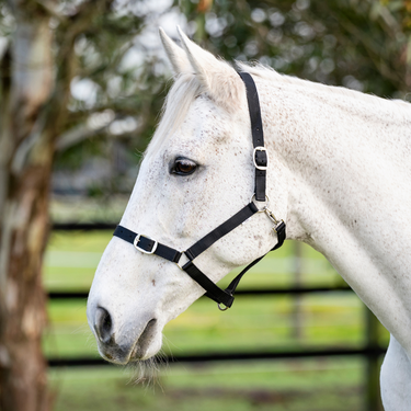 Goodwoods Essential Halter