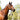 Cavalier Anatomical Leather Bridle - Black - Full