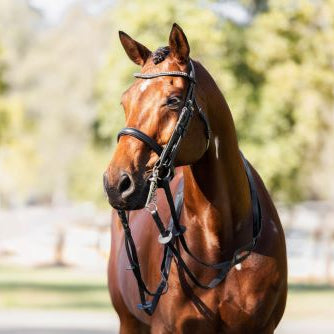 Cavalier Double Bridle