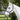 Goodwoods Deluxe Halter