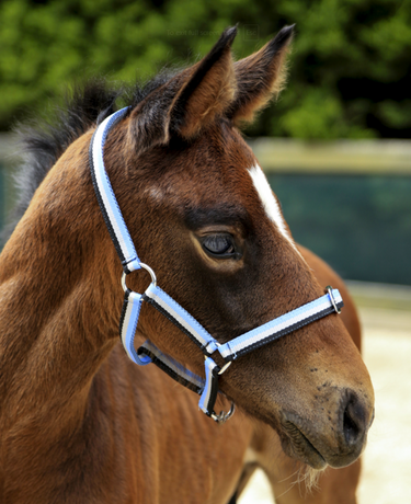 Goodwoods Foal Three Colour Headstall