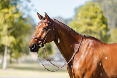 Cavalier Anatomical Leather Bridle - Brown