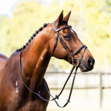 Cavalier Classic Bridle