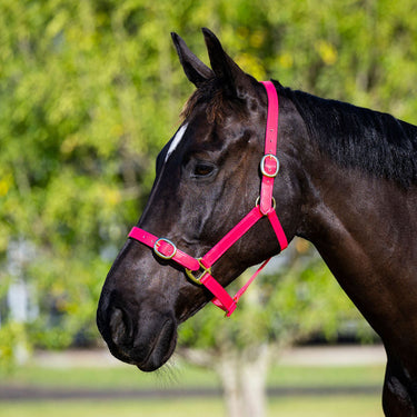 Goodwoods PVC Halter