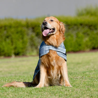 Graphite Check Dog Rug