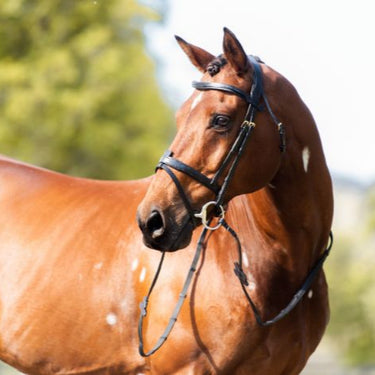 Cavalier Anatomical Leather Bridle - Black - Full