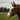 Eureka Foal Tartan & Padded Headstall