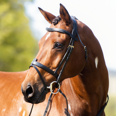 Cavalier Anatomical Leather Bridle (European Leather)