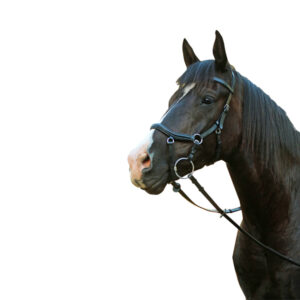 McAlister - Competition Bridle