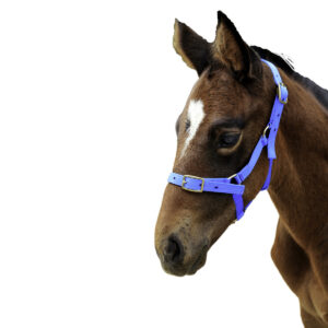 Eureka Blue Foal Nylon Halter
