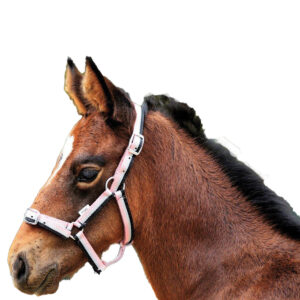 Eureka - Foal Three Colour Headstall
