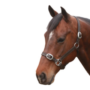 Eureka - Leather Halter