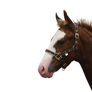 Showcraft - Foal Tartan & Padded Headstall