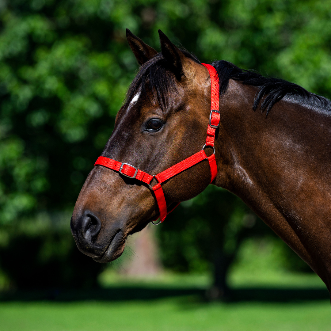Eureka - Buckle Halter
