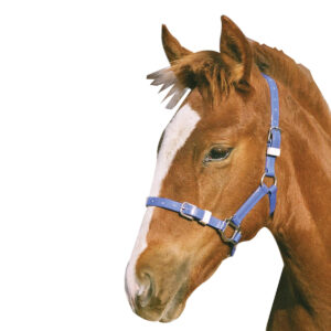 Showcraft - Foal/Mini PVC Headstall
