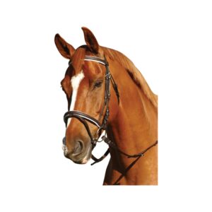 Eureka - Eventing Bridle
