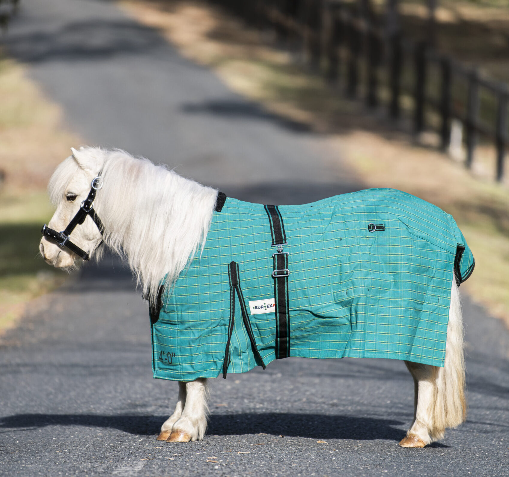 Eureka - Miniature Canvas Lined Rug