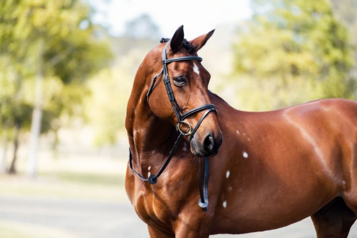Cavalier Classic Bridle - Black - Full