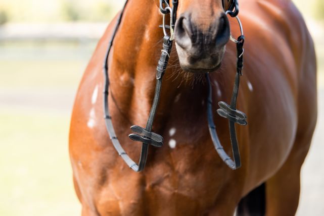 Cavalier Double Stopper Jumping Rein - Black