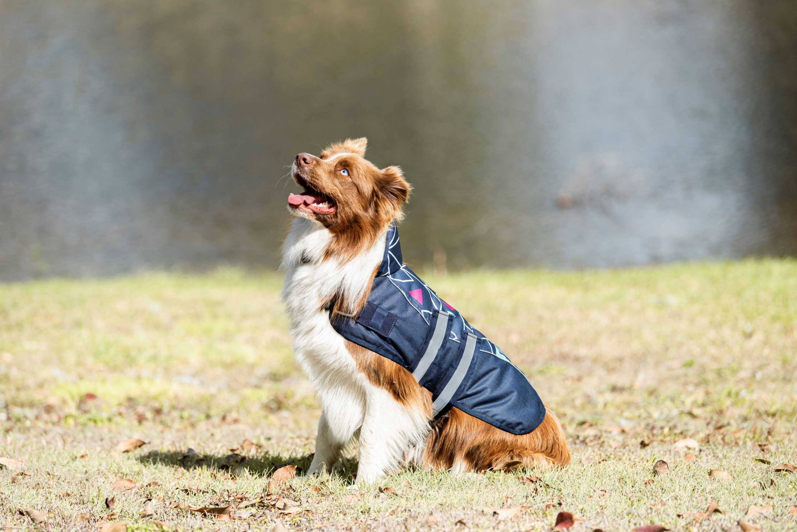 Eureka Viking Dog Coat